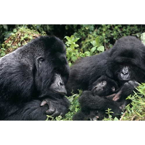 Zaire, Virungas NP Wild mountain gorilla family